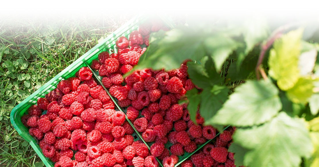 Jak funguje lyofilizace malin